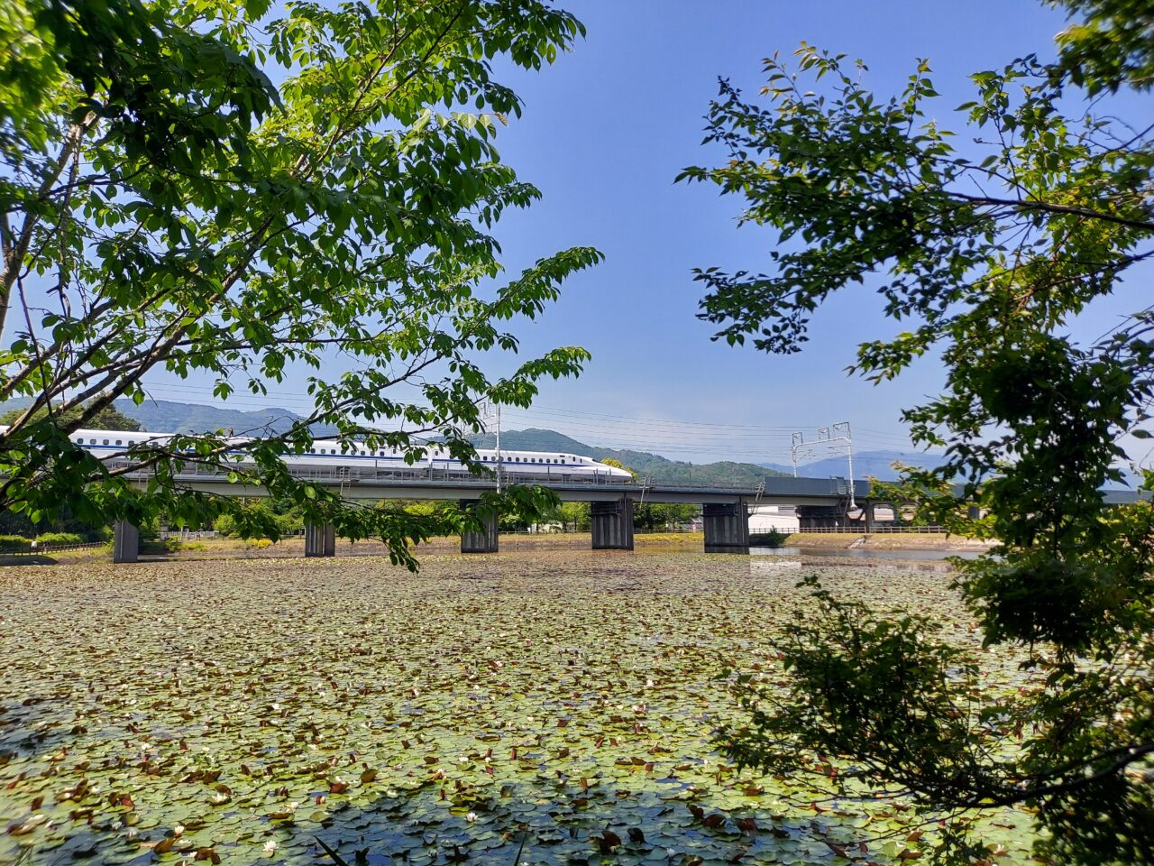 十九女池（つづらいけ）公園スイレン