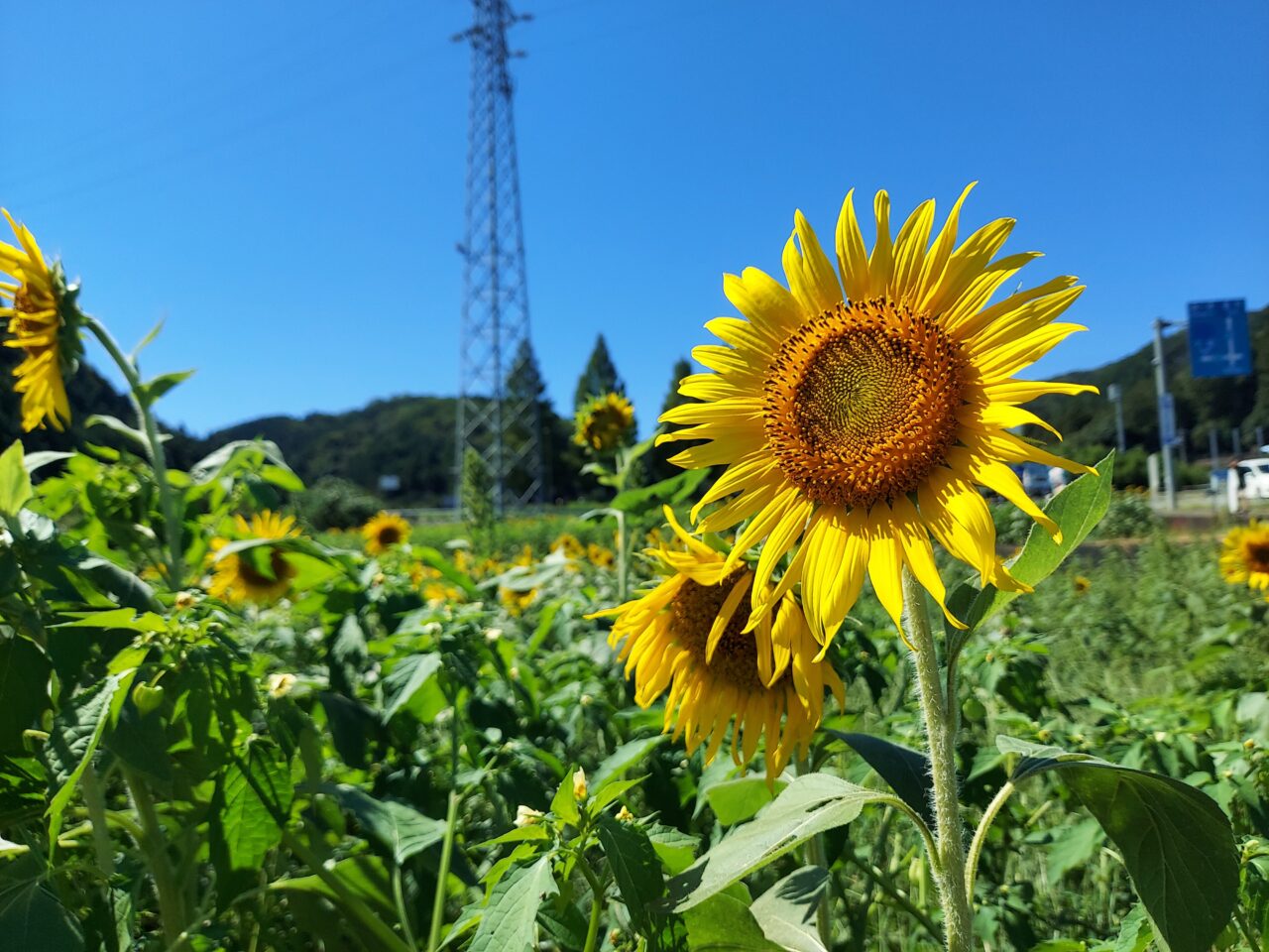 池田町片山北区ひまわり畑