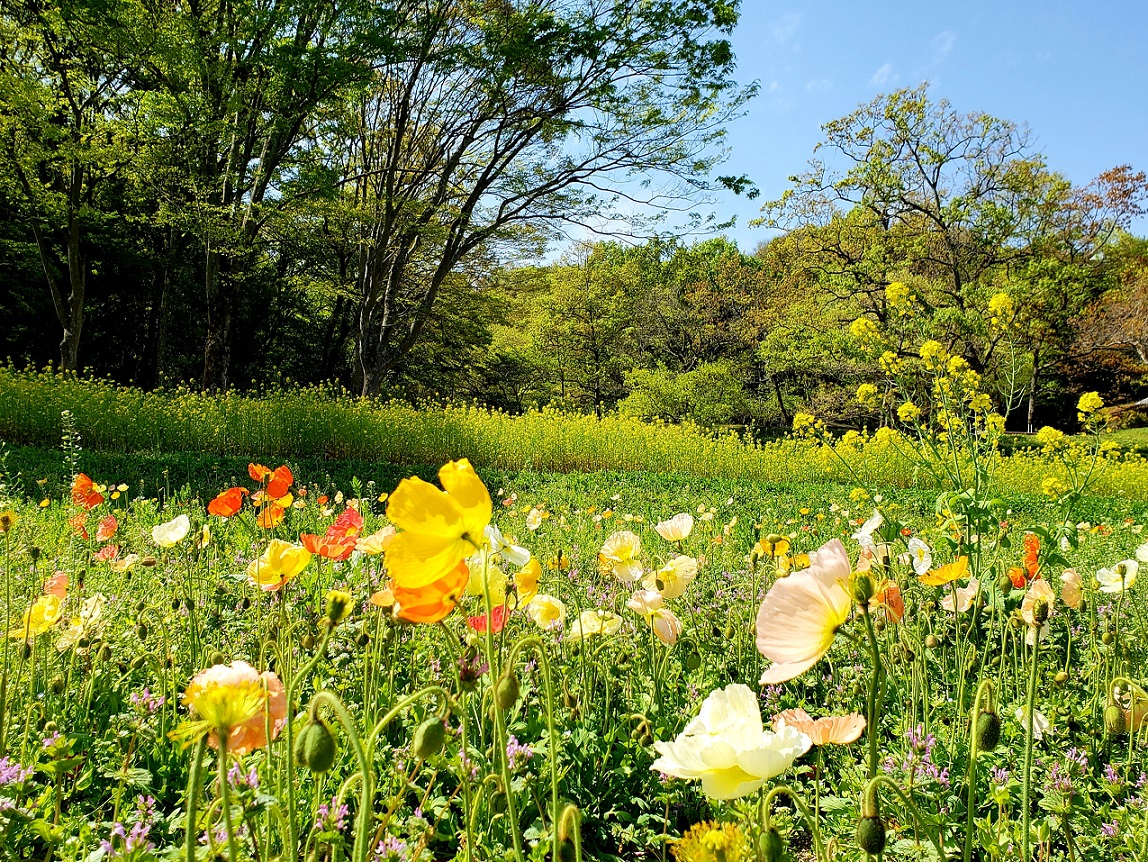 大和高田市 橿原市周辺 明日香村の甘樫丘のポピーがとっても綺麗です 菜の花とのコラボも素敵 号外net 大和高田市 橿原市