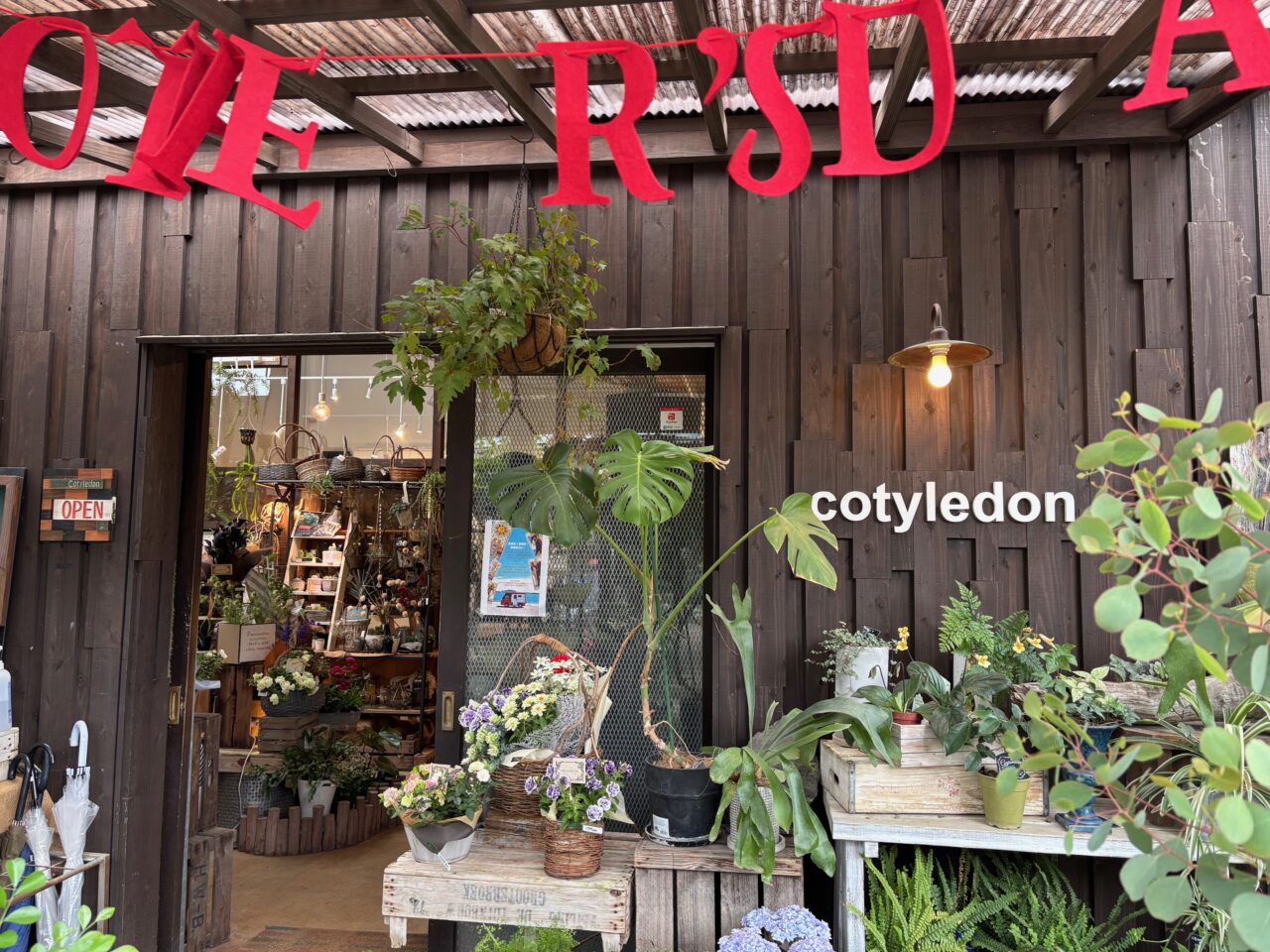 多肉植物屋cotyledon
