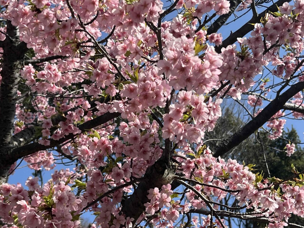 桜