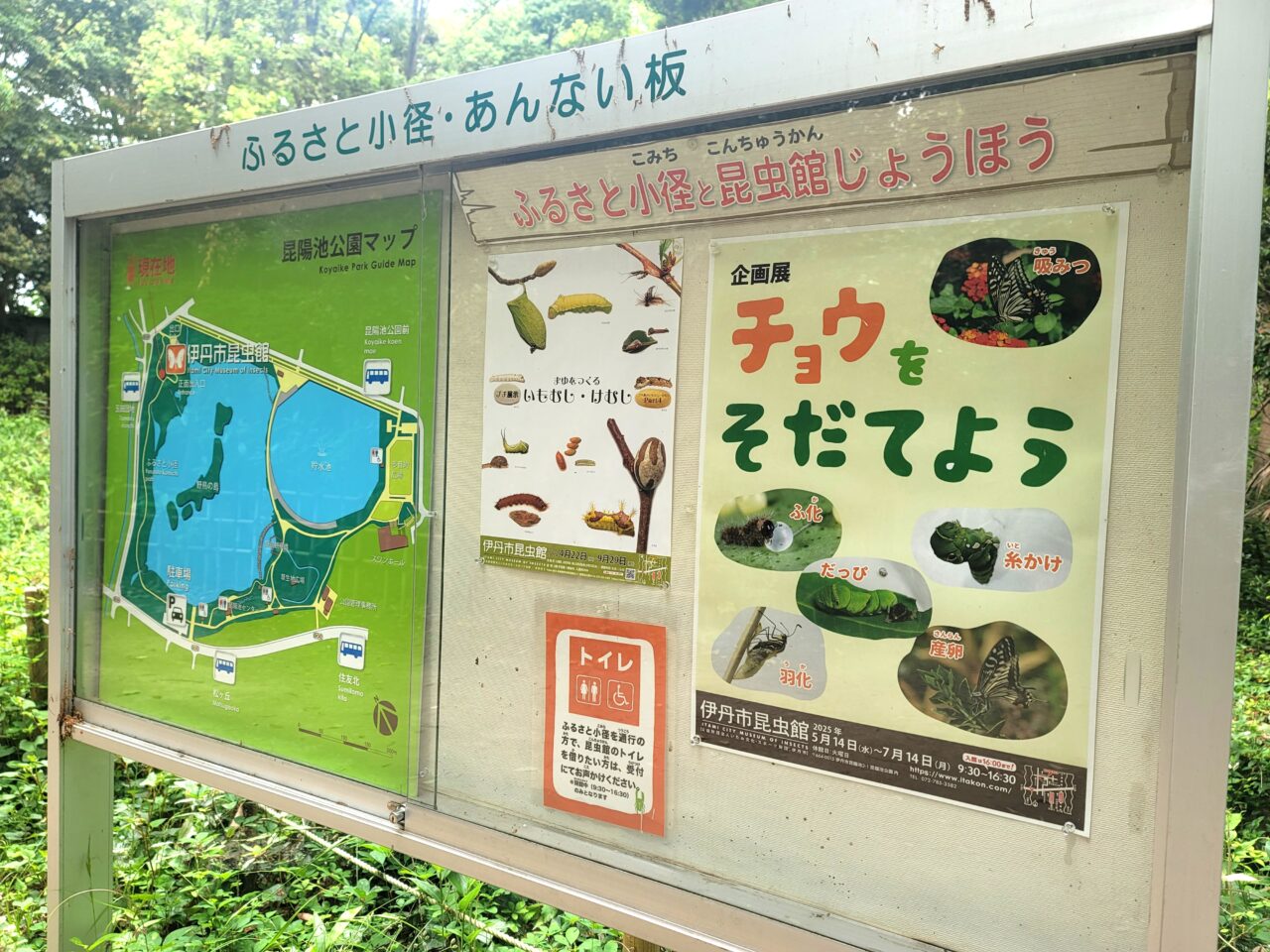 チョウをそだてよう