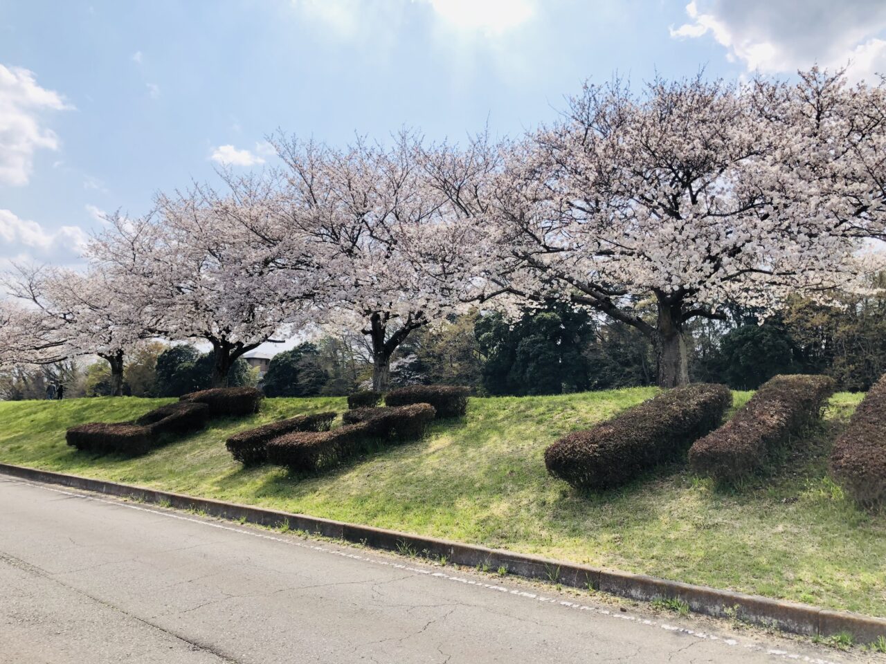 勤行川桜づつみ