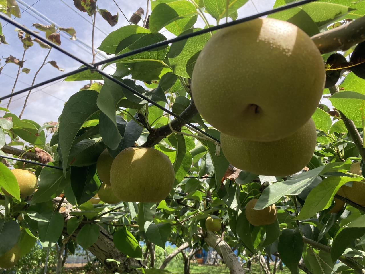 山崎梨園　幸水