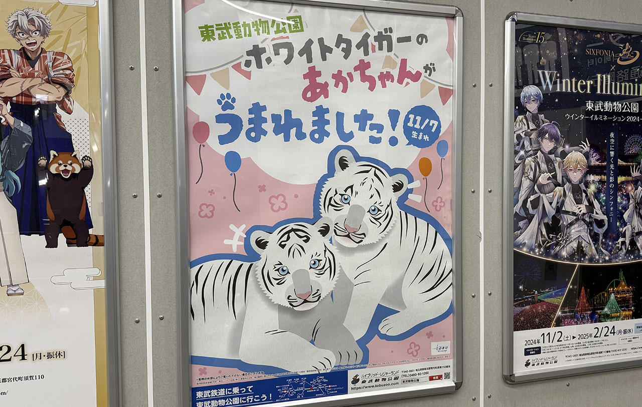 数量は多い  春日部市周辺】東武動物公園ホワイトタイガーの赤ちゃんうまれ ぬいぐるみ