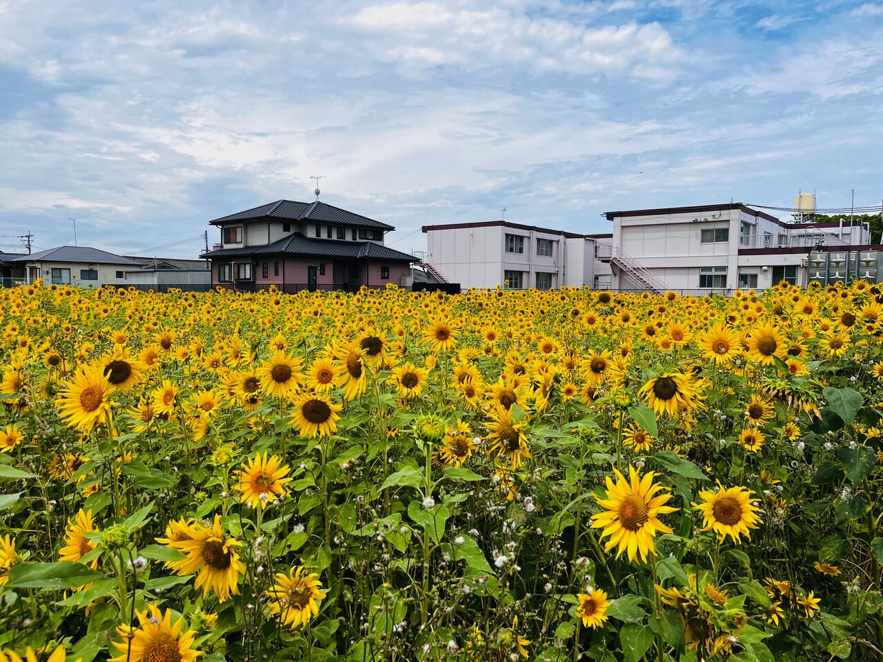 2024年6月みやまひまわりパーク