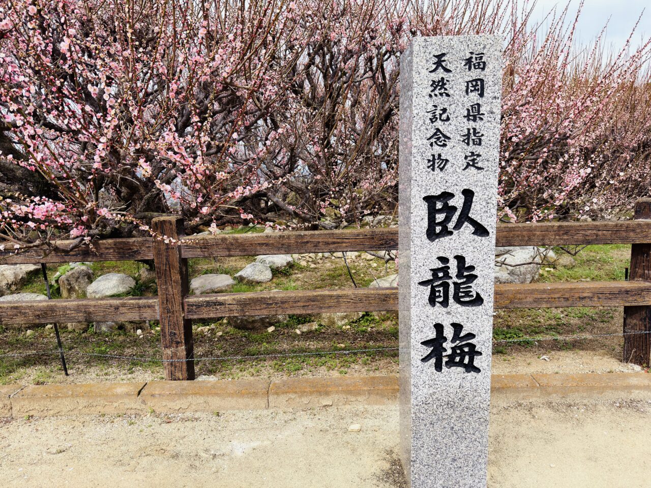 2026年大牟田普光寺の臥龍梅