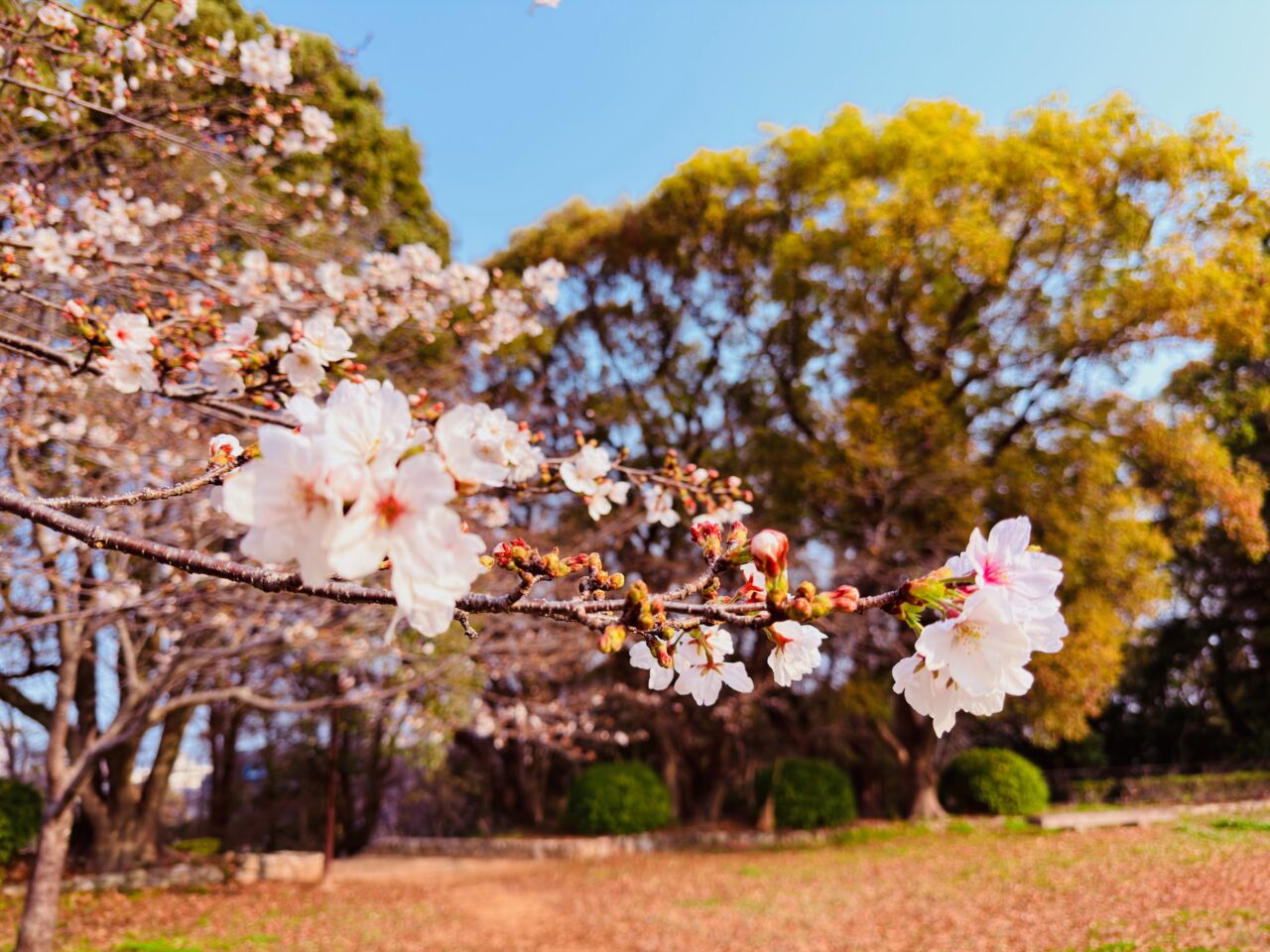 2026年大牟田の桜