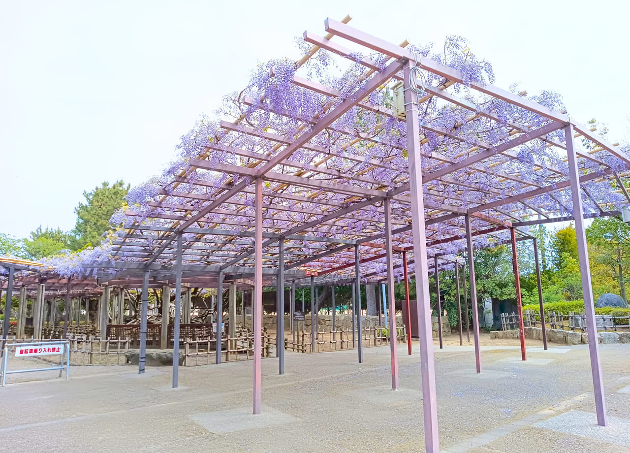 芦城公園の藤