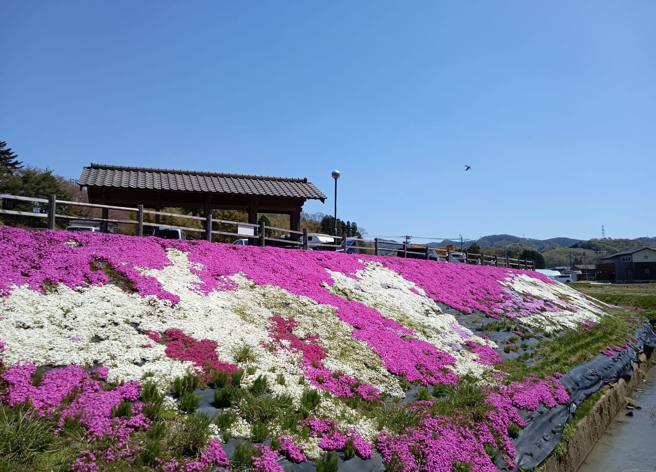 なかうみの里 芝桜