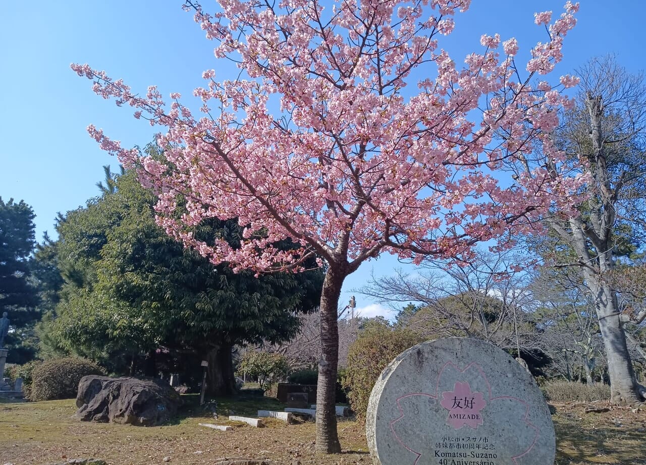 芦城公園サクラ