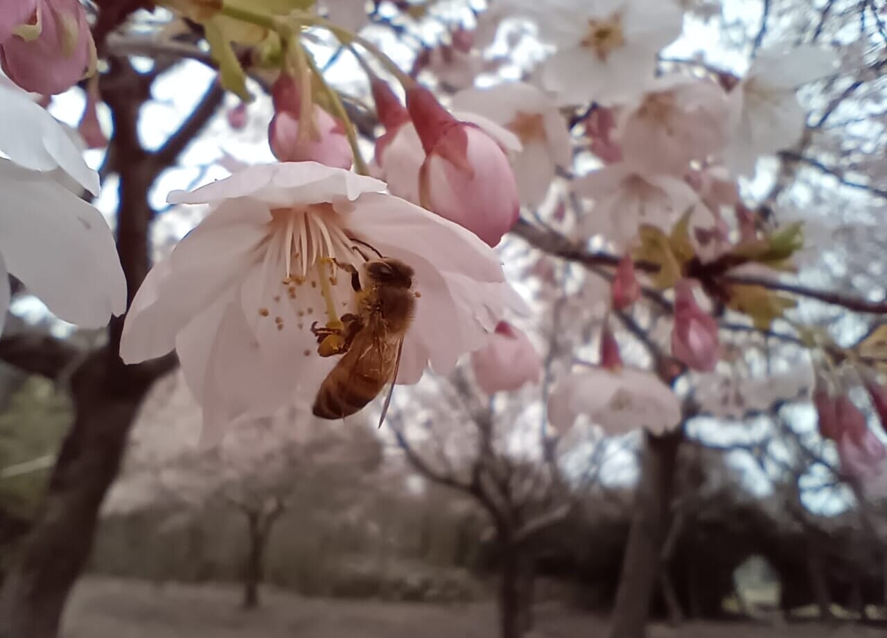 道の駅こまつ木場潟河津桜