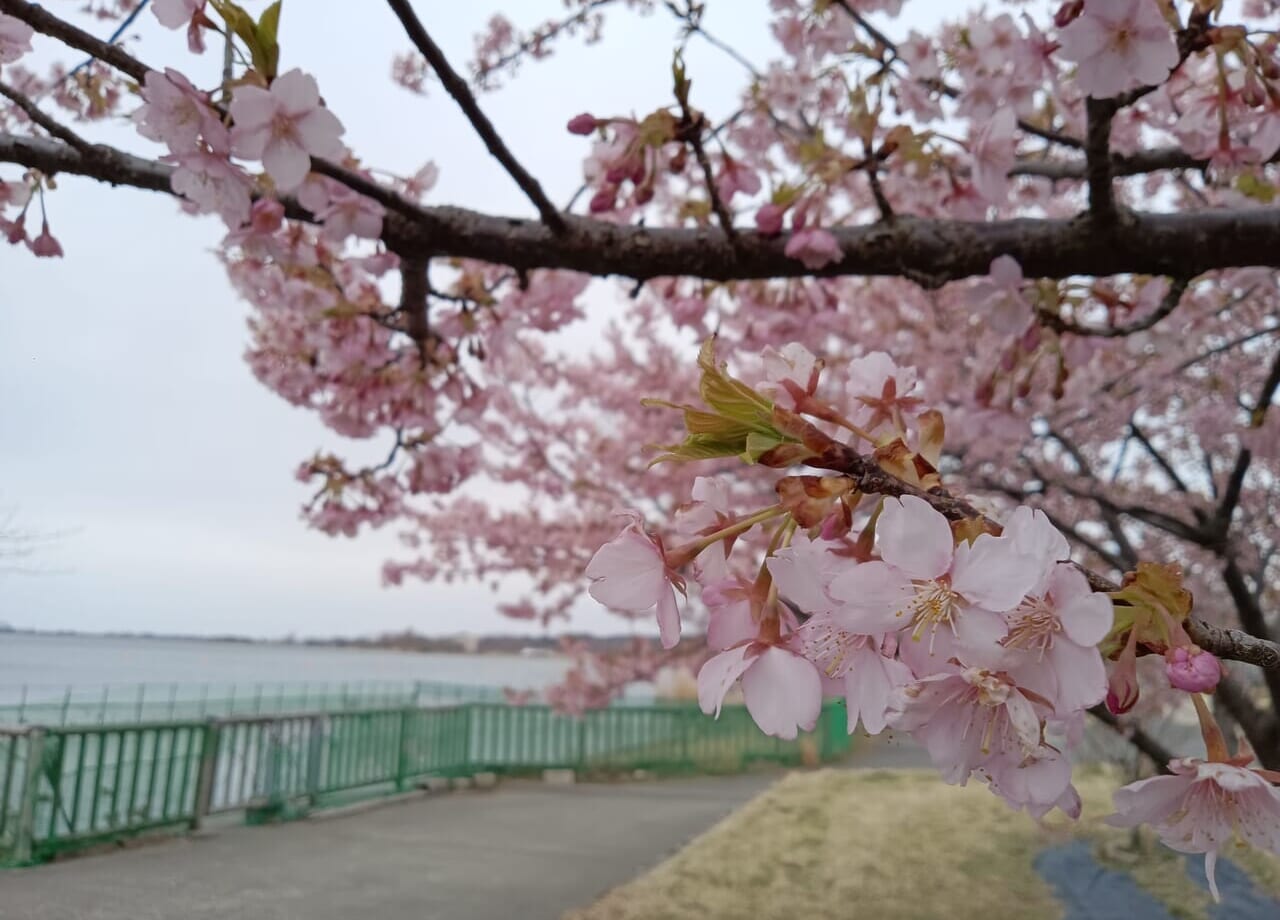 木場潟公園河津桜