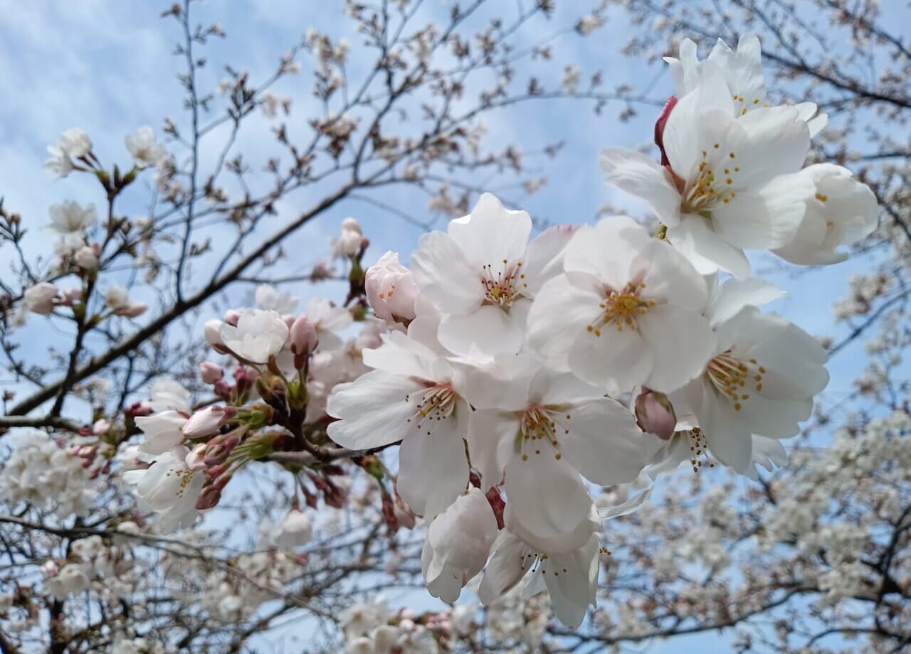 木場潟公園桜2024年