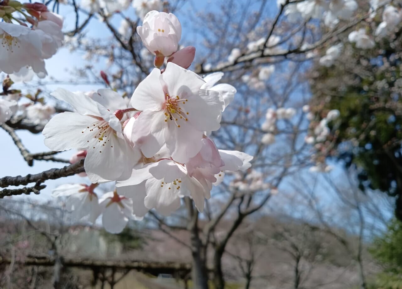 加賀市中央桜2024