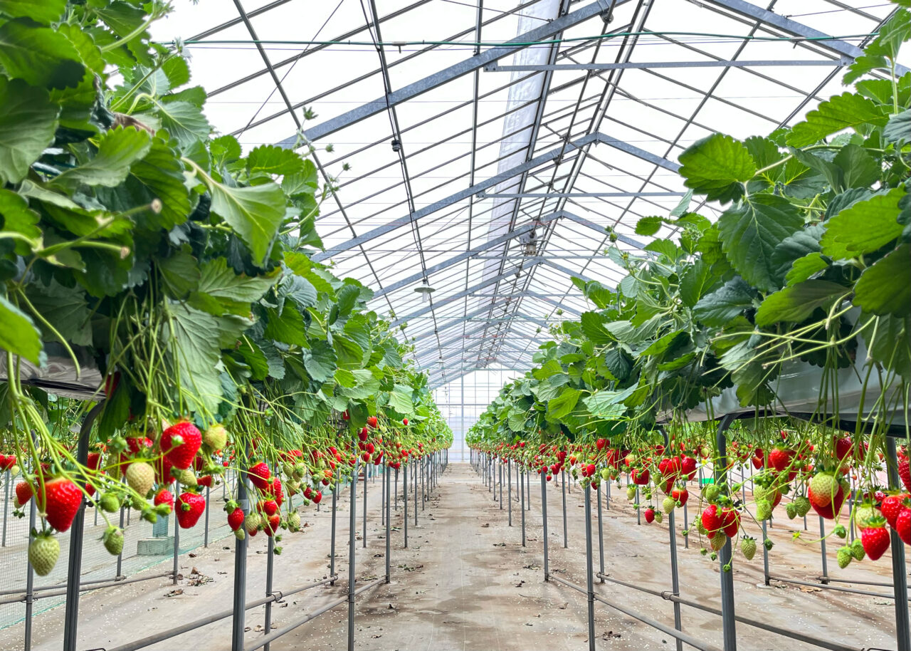 所沢市】下富の「所沢北田農園 苺のマルシェ」が 《全国いちご選手権