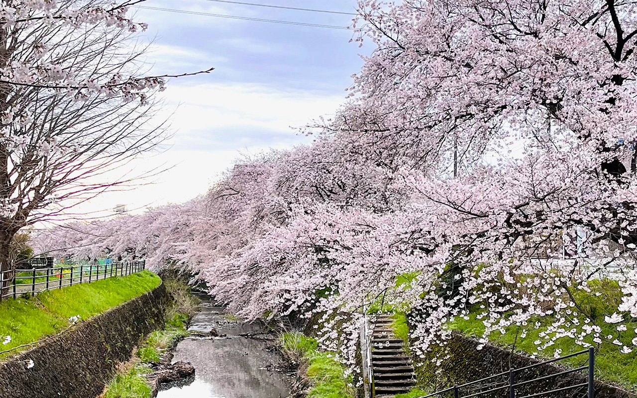 満開の東川の桜（2023年牛沼）