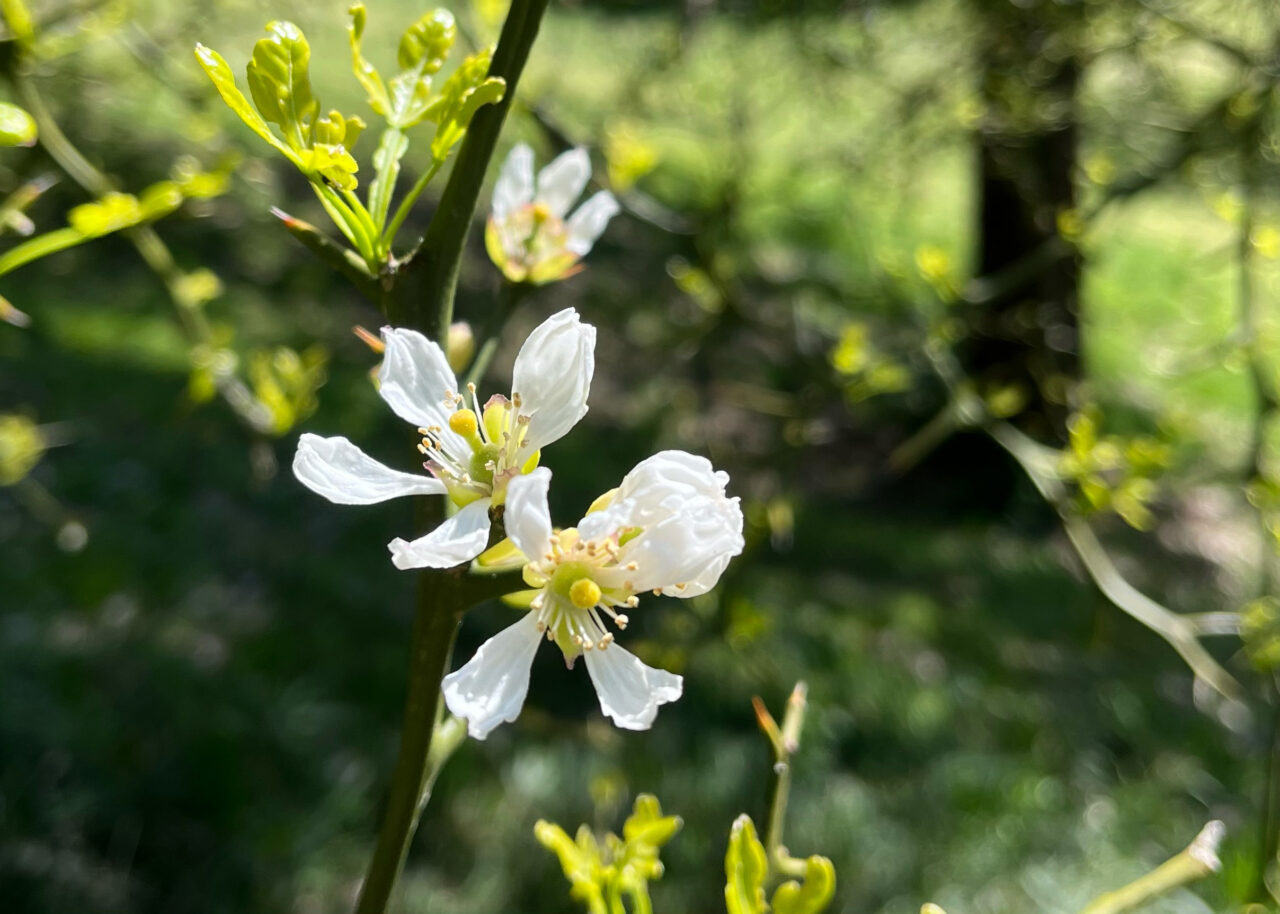 枳殻（カラタチ）
