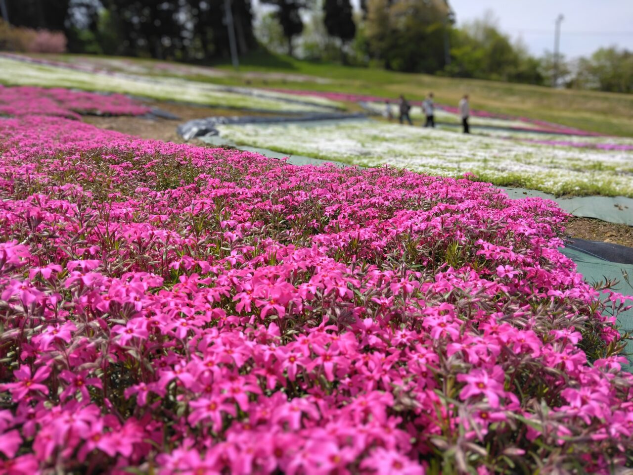 芝桜1