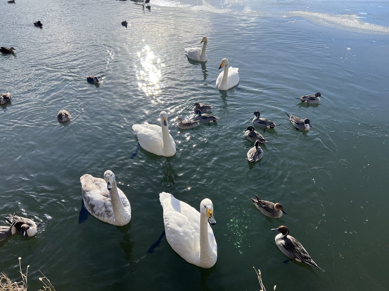 高松の池　白鳥