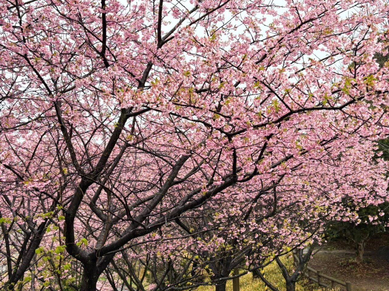 【今治市】桜散歩を楽しもう! 景色がきれいなお花見スポット3選