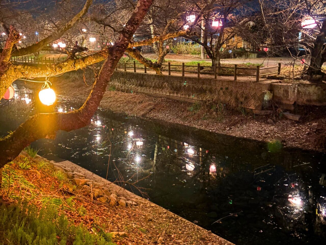 【西条市】水面に映る88本の夜桜を楽しもう! 西条市石田の「ひょうたん池」のライトアップ風景をご紹介