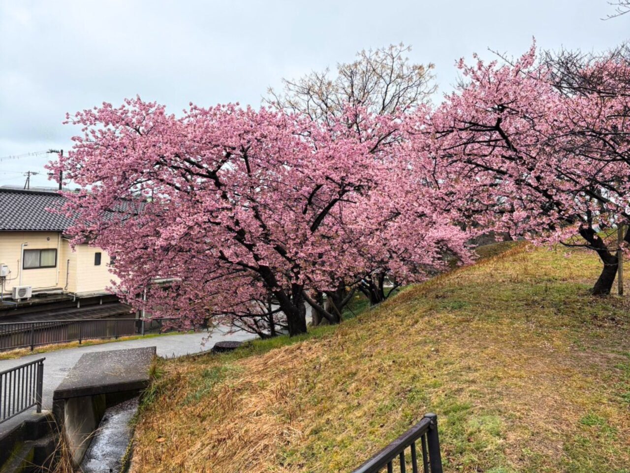【今治市】今治市で家族とお花見を広々楽しめる桜の名所3選をご紹介!!