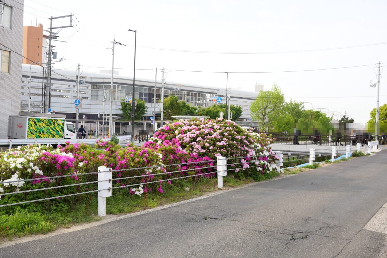 駅前のツツジ