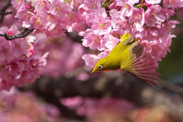 美和桜