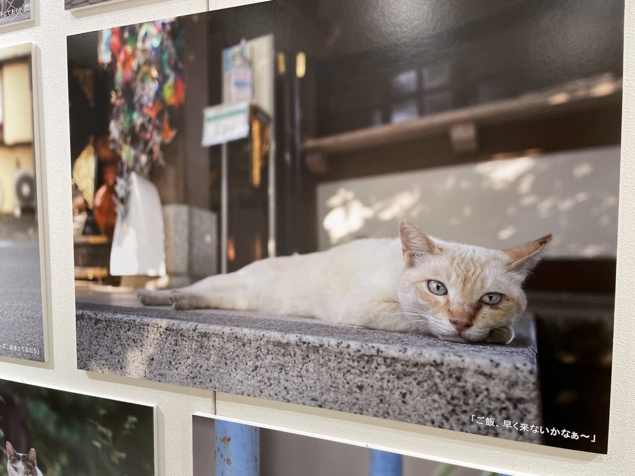 ねこ休み展 2025 in 静岡