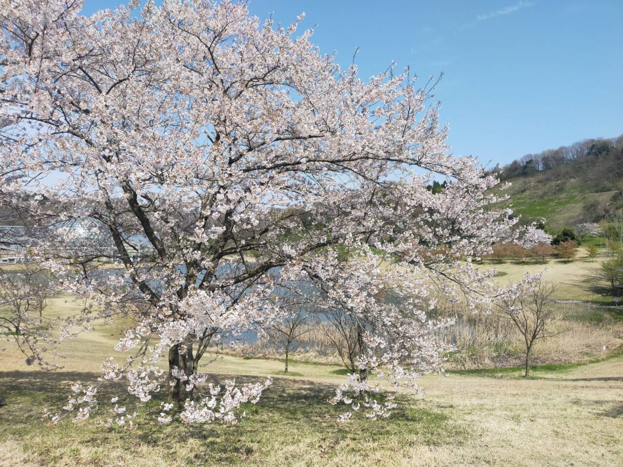 植物園桜