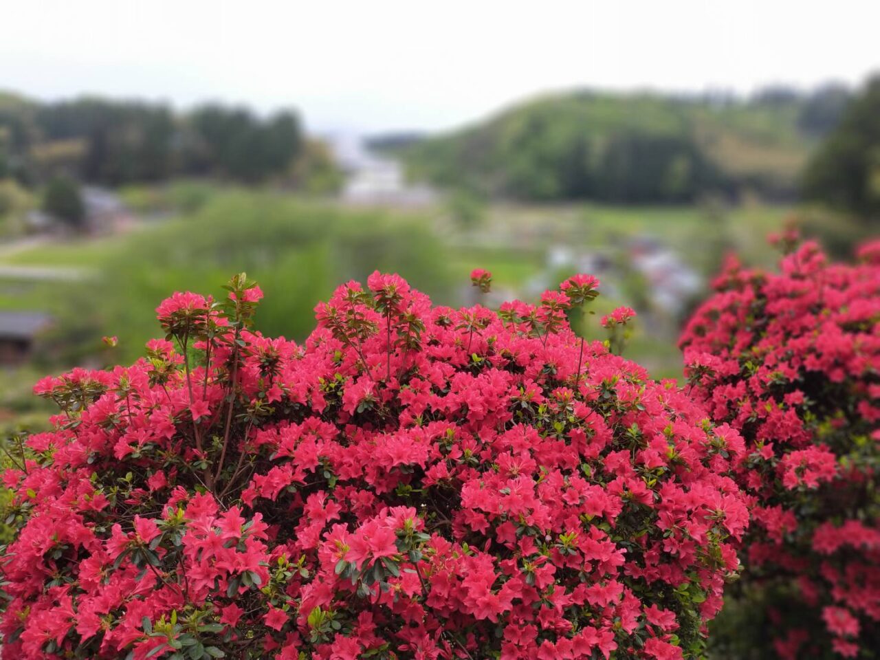 さつき山