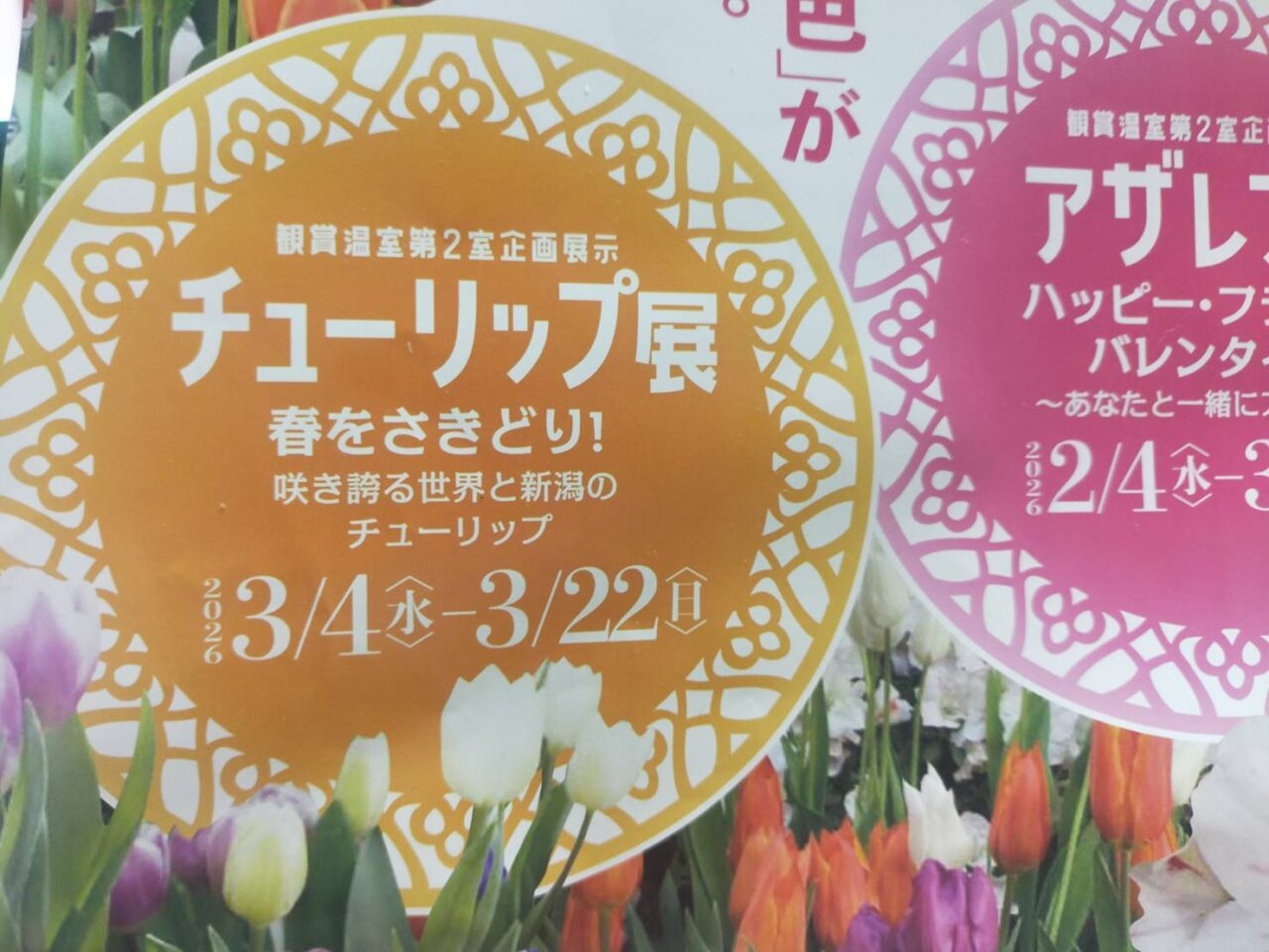 チューリップ2603