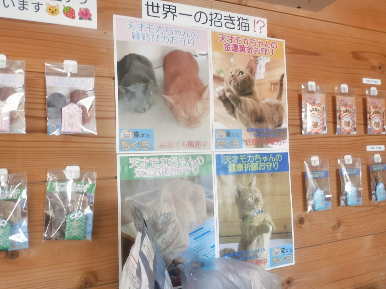 猫カフェちぐら世界一の招き猫