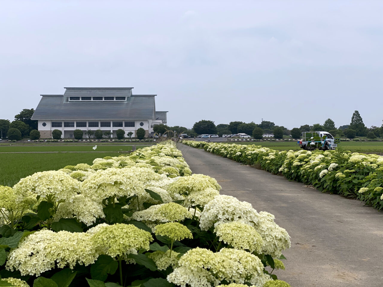 紫陽花の遊歩道