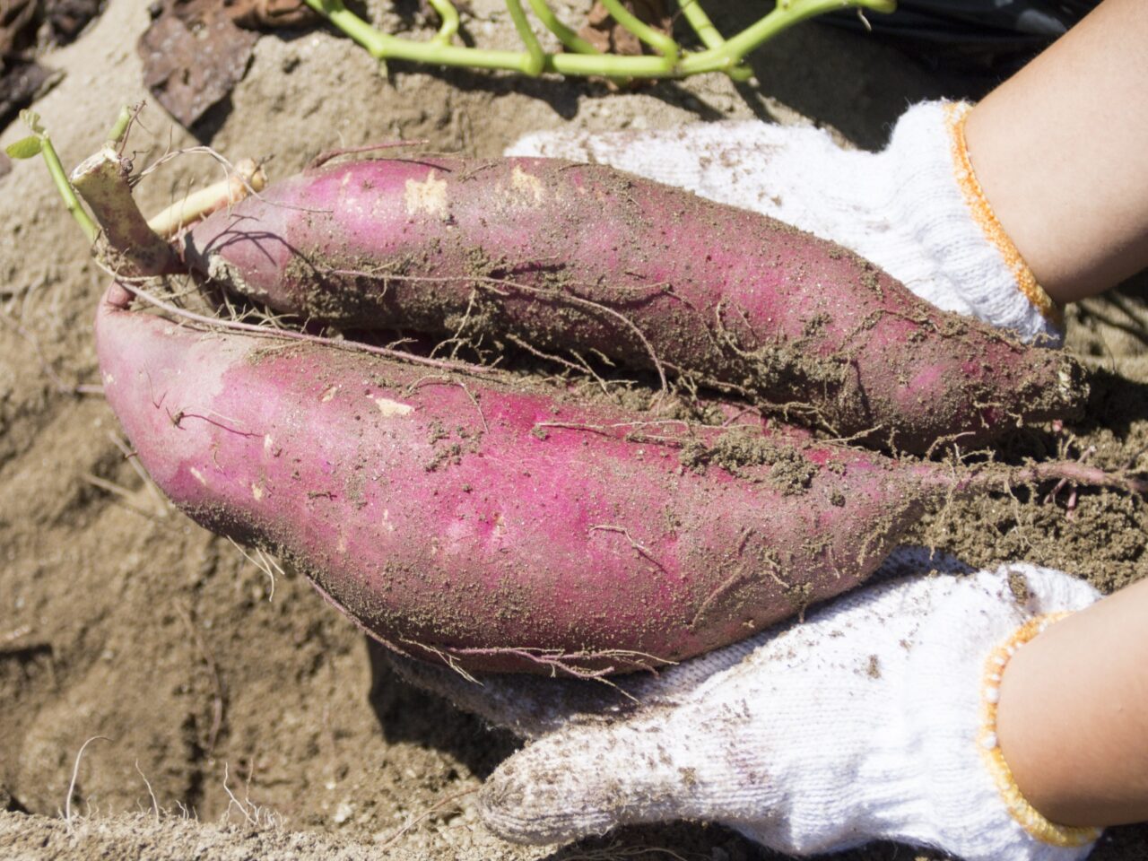 加須市でさつまいも収穫体験