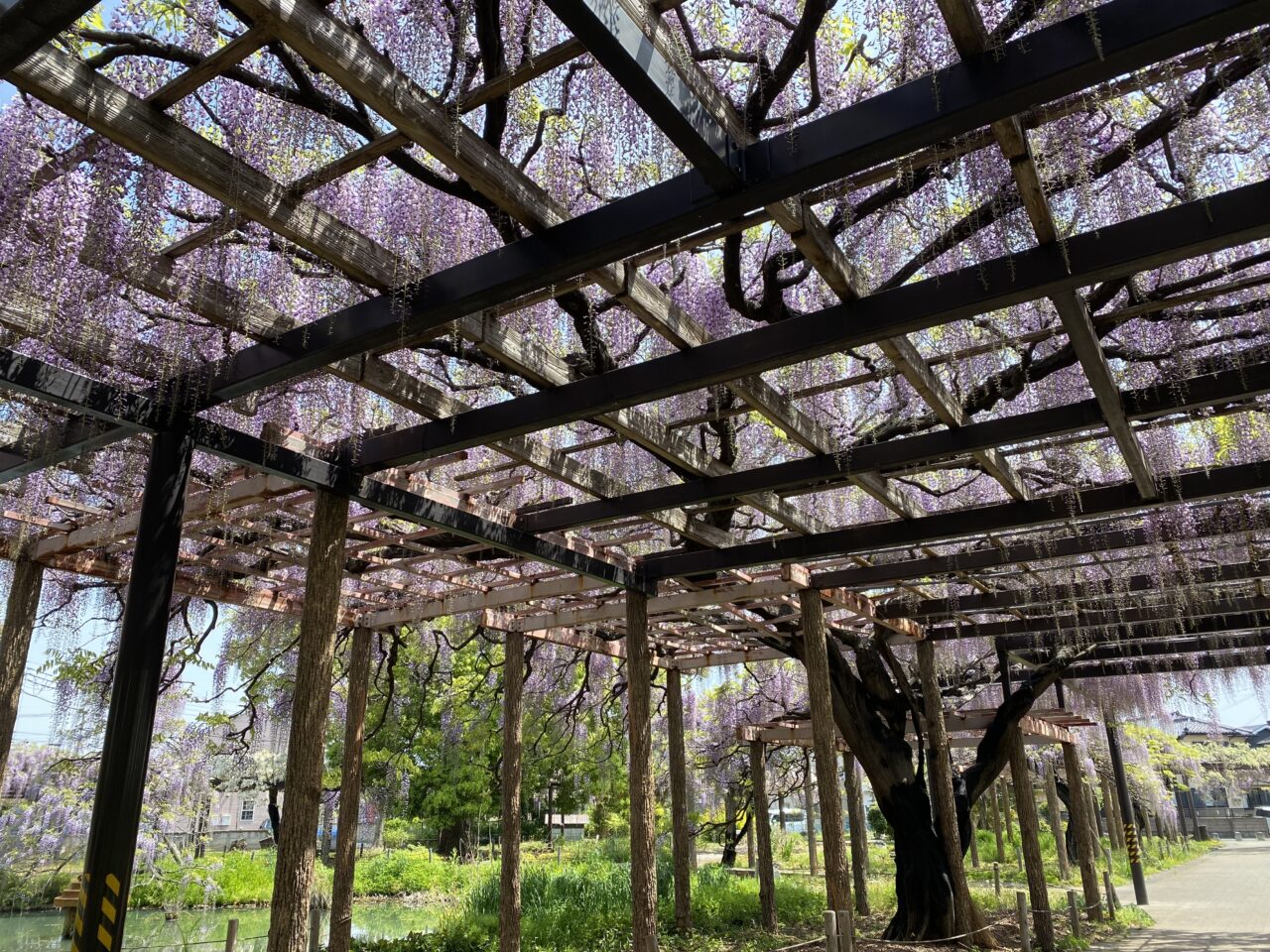 大天白公園の藤棚