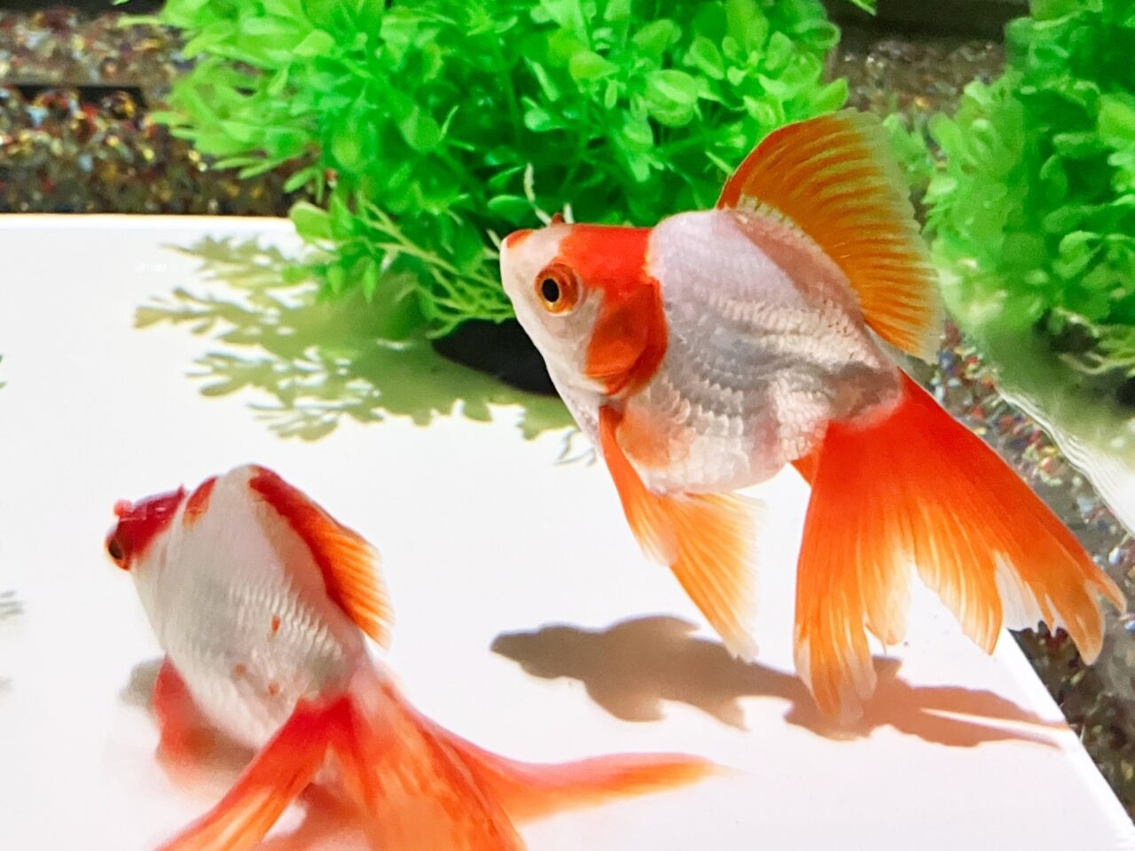 金魚
