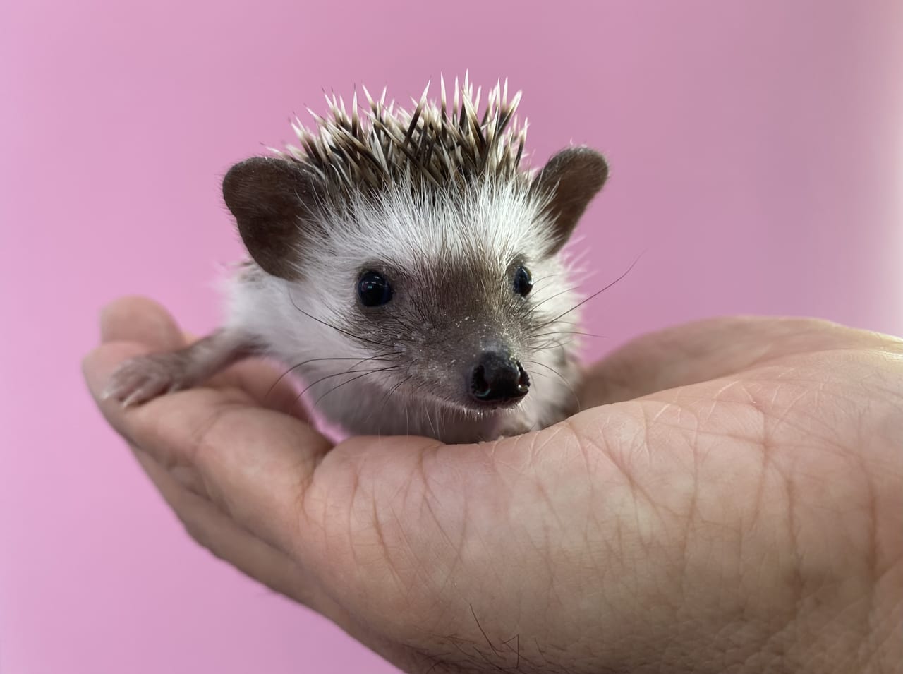 豊中市 豊中市初 ハリネズミと触れ合える ハリネズミのおうち Spiky が服部元町にオープンしています 号外net 豊中市