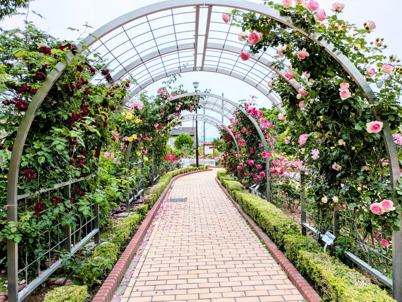 清谷池公園バラ園トンネル