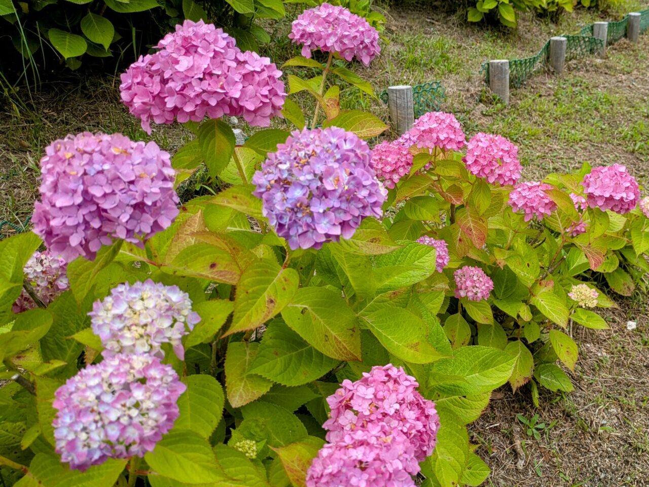 服部緑地紫陽花園