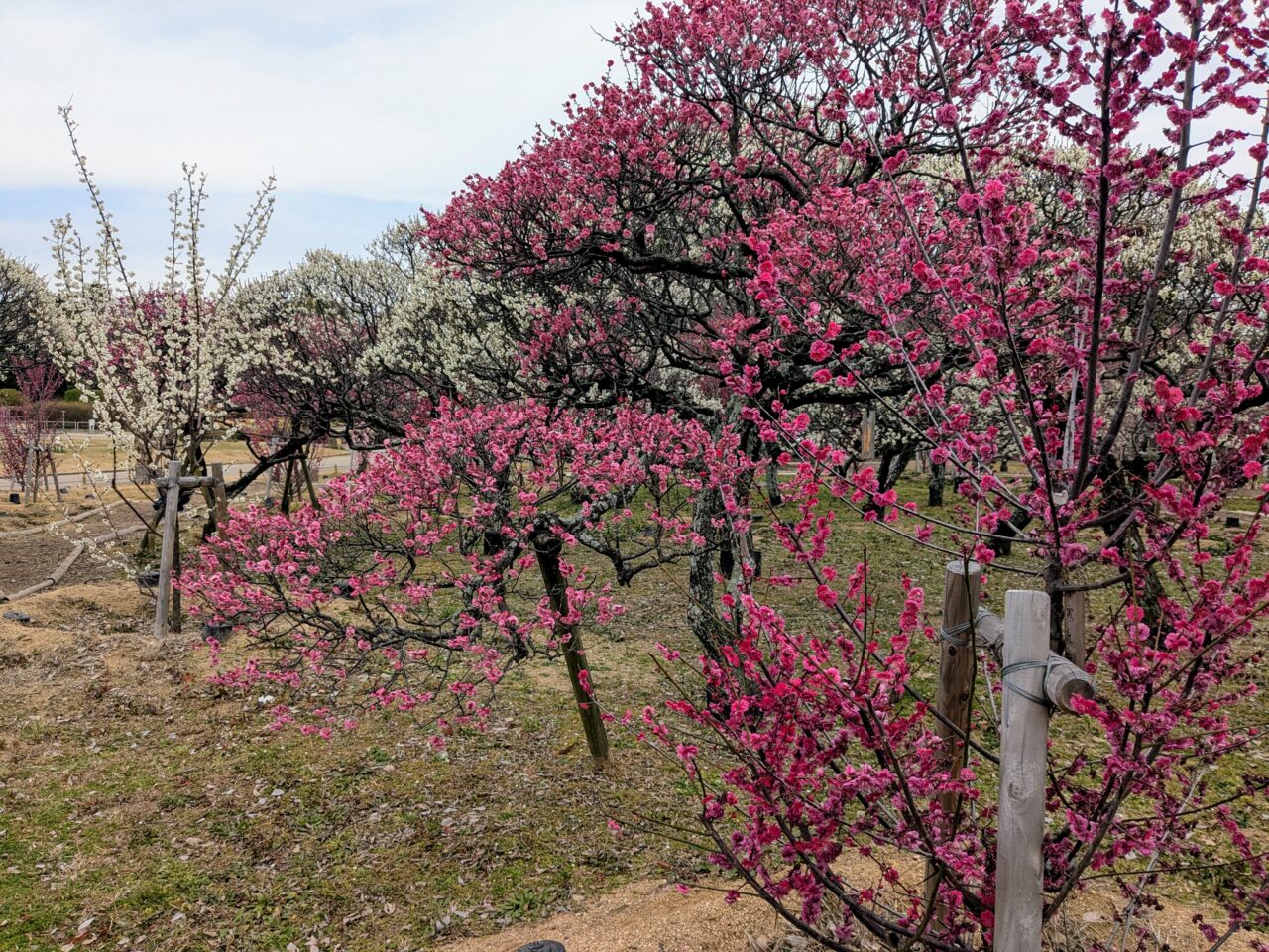 服部緑地の梅林