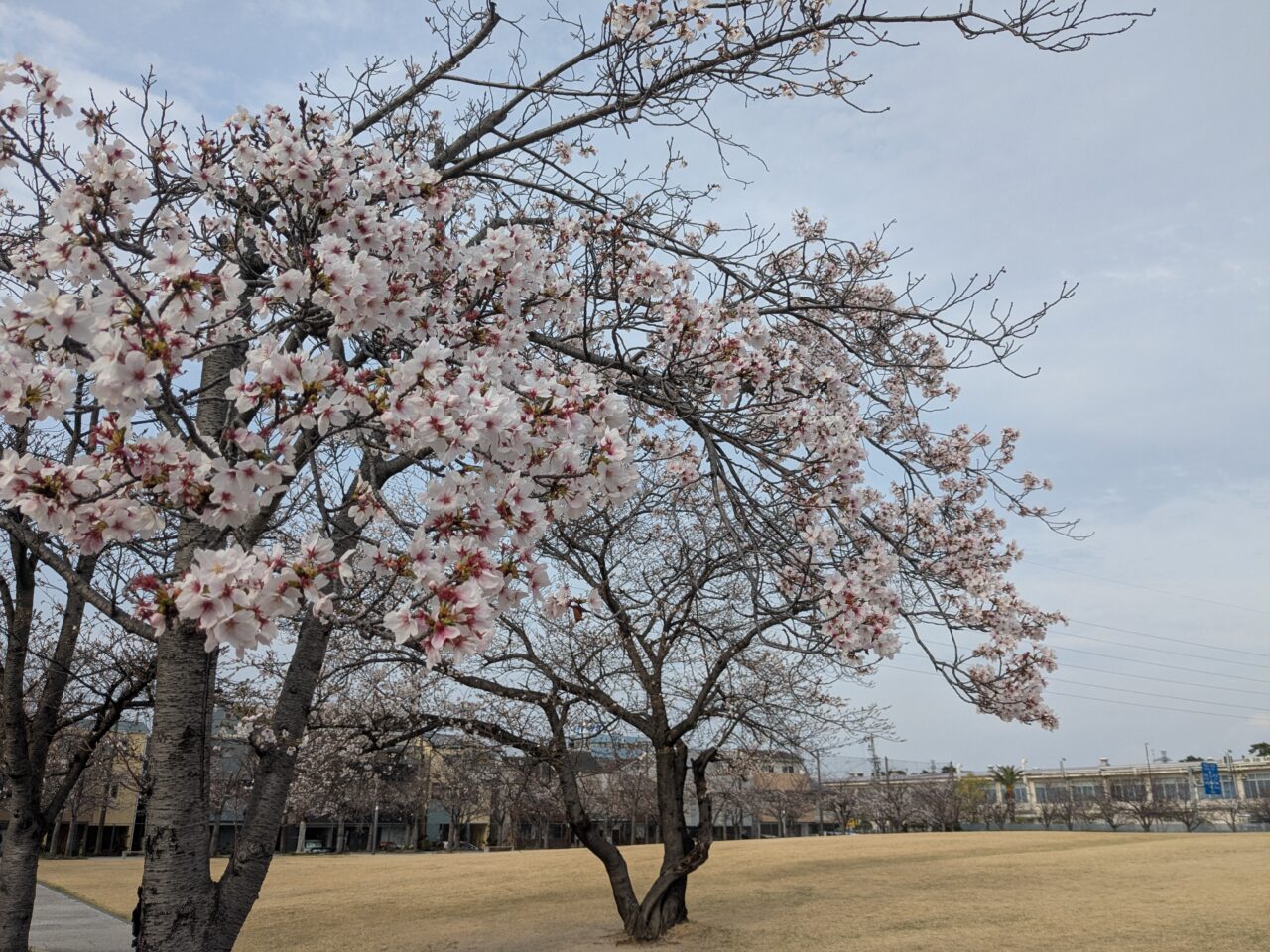 さくら広場