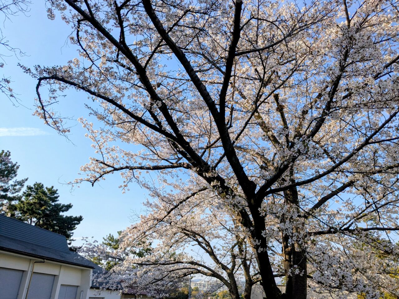 服部緑地 桜