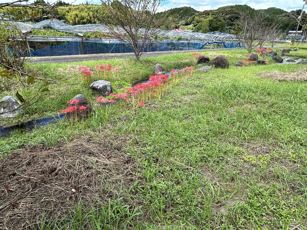 薩摩川内市東郷町の彼岸花ロード彼岸花