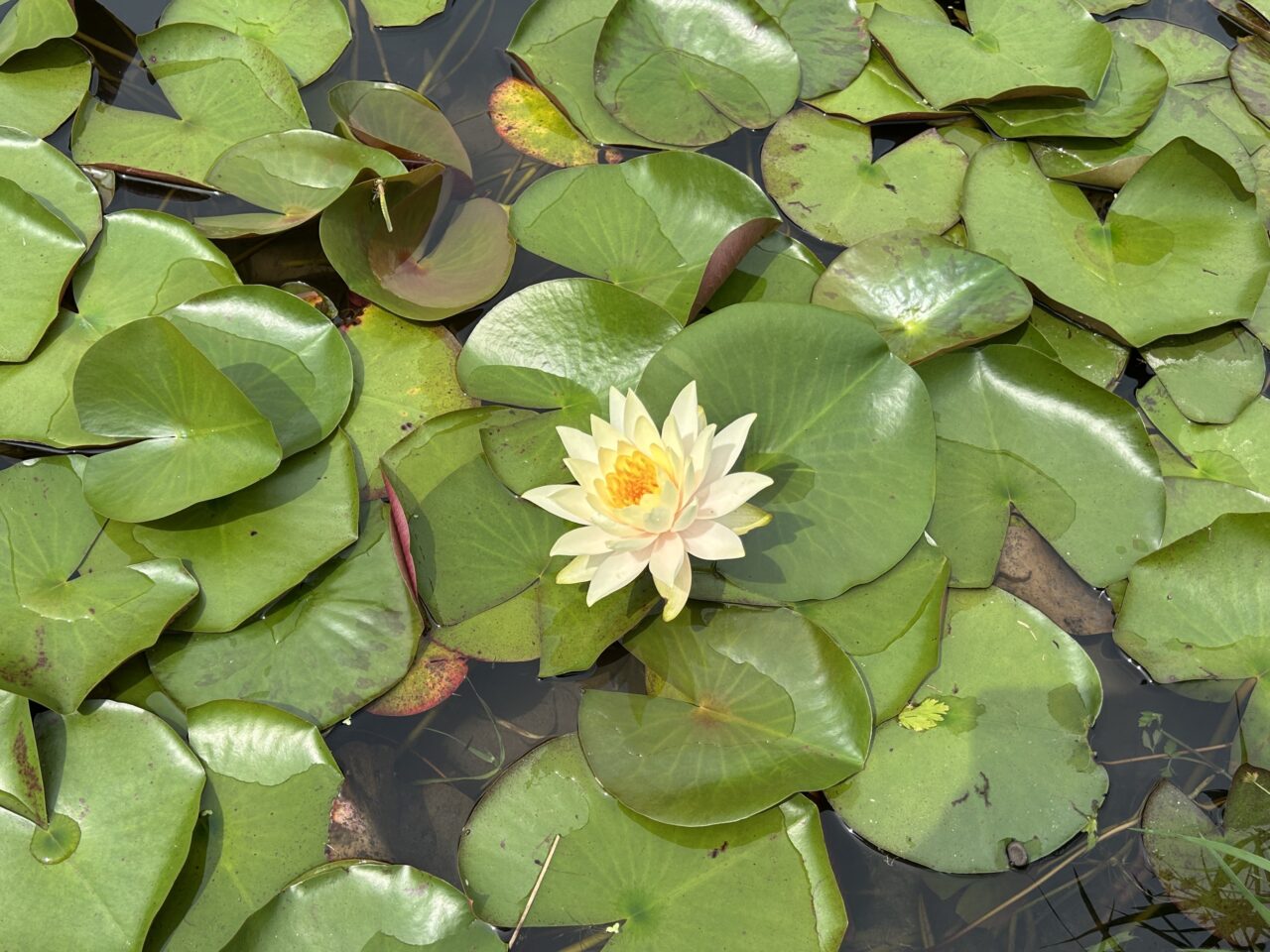 さつま町田原の棚田のスイレンの黄色
