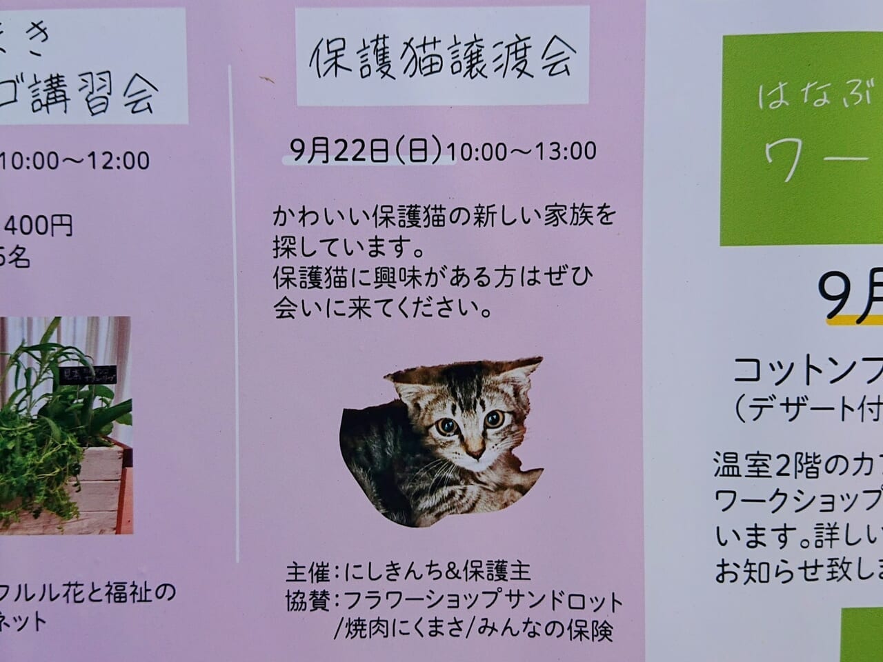 保護猫ポスター