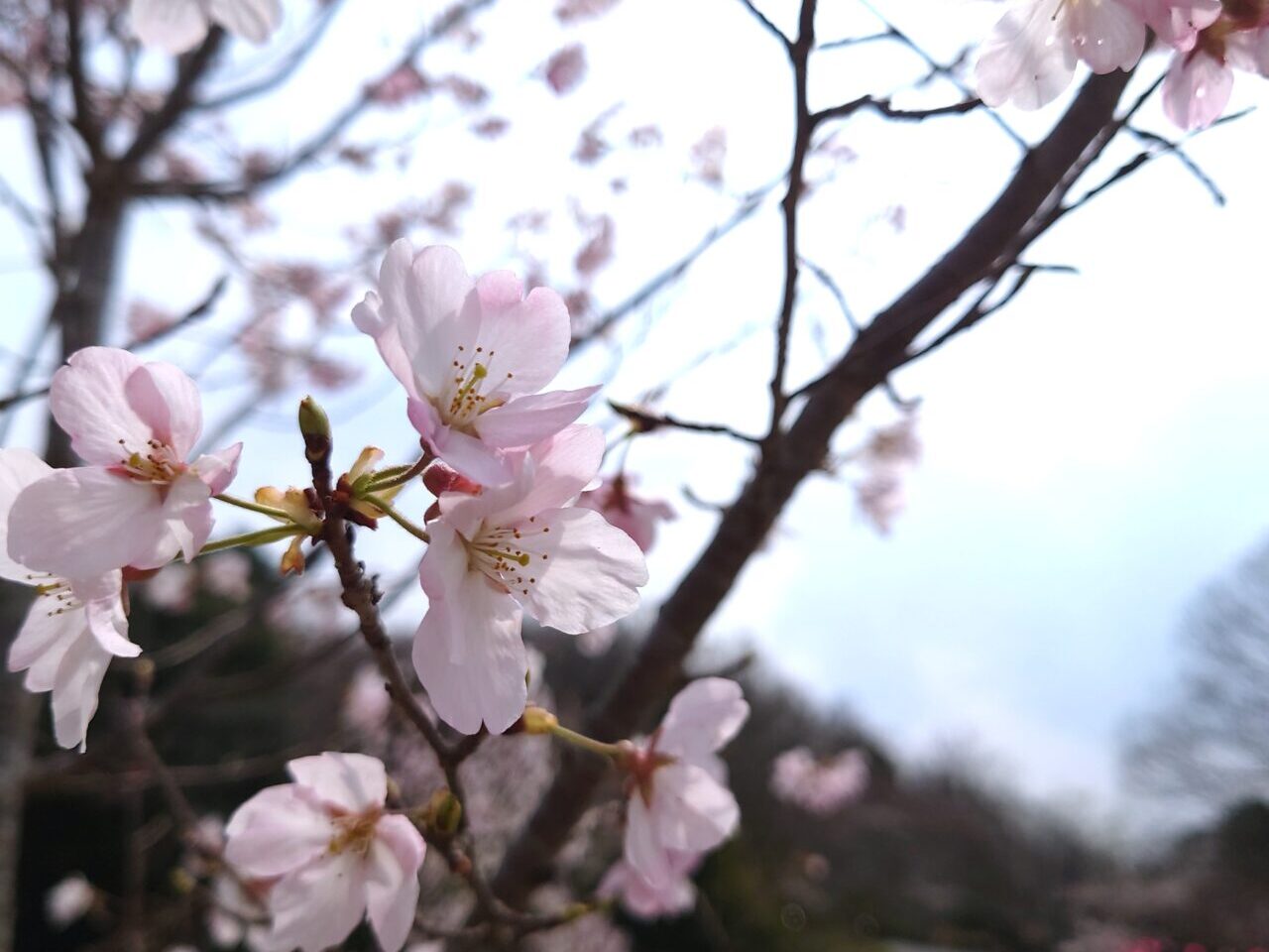 公園散歩ながの春号