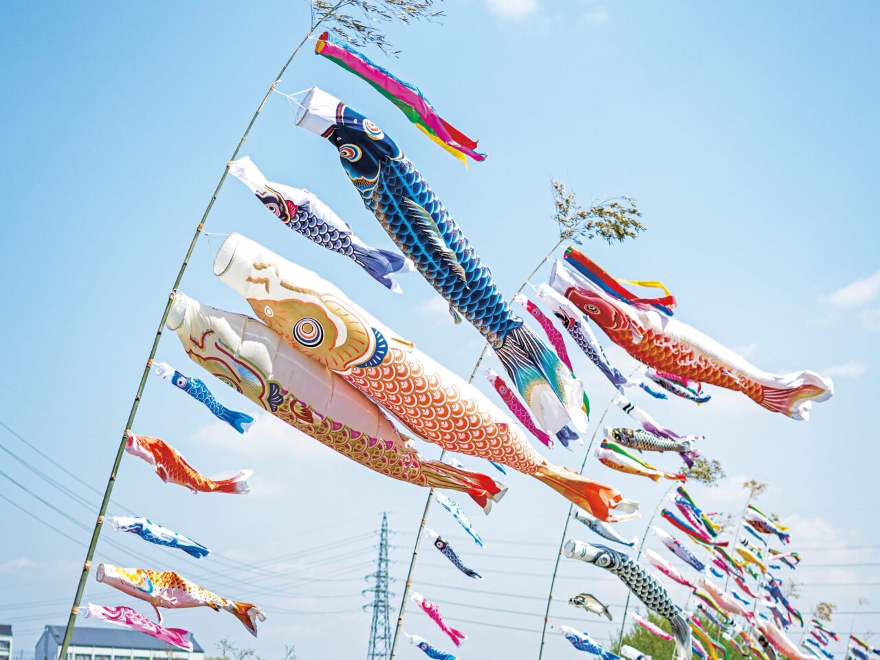 石川こいのぼり