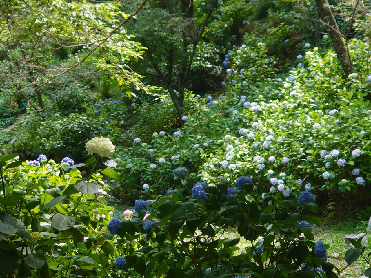 奥河内あじさい公園